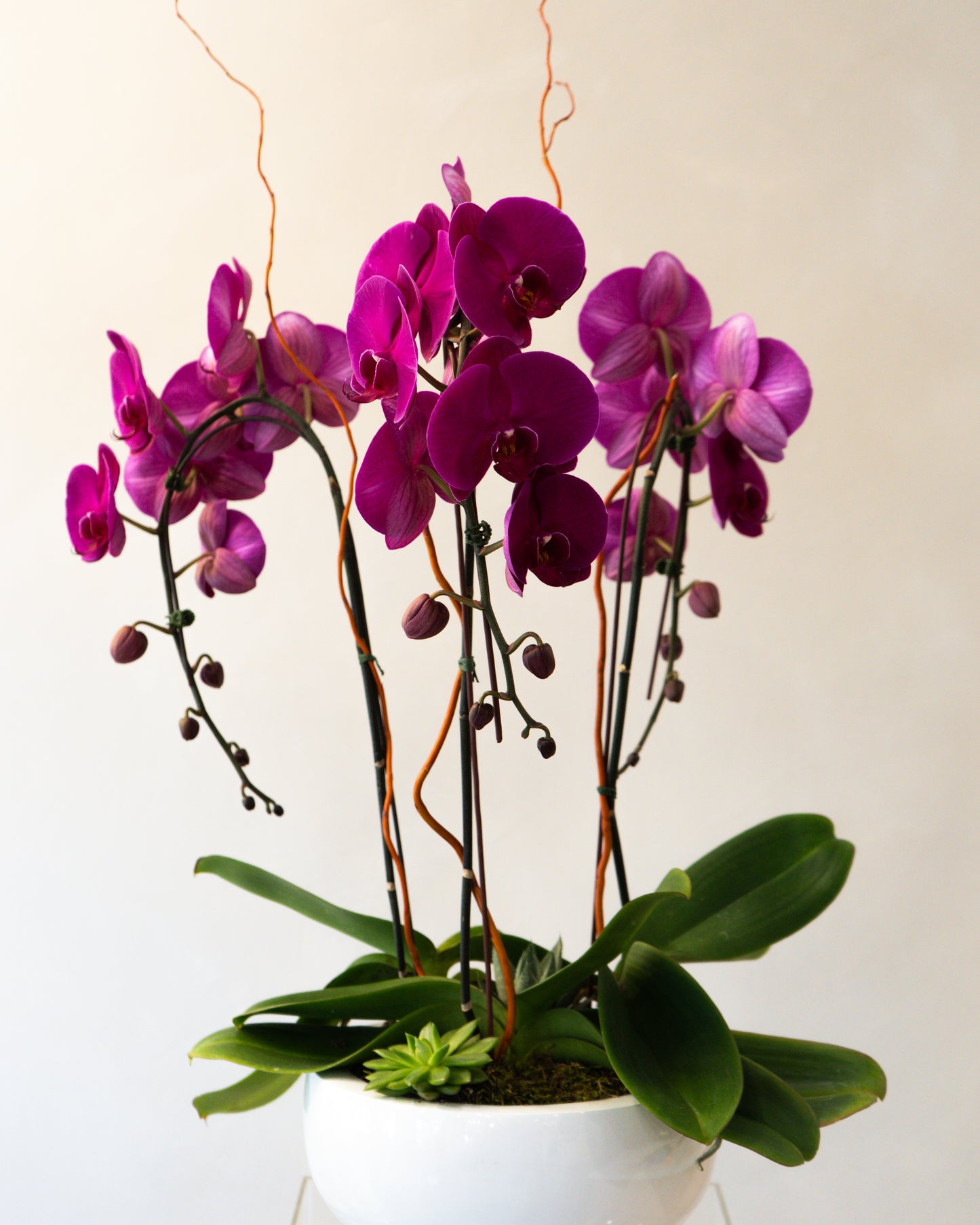 Orchid9