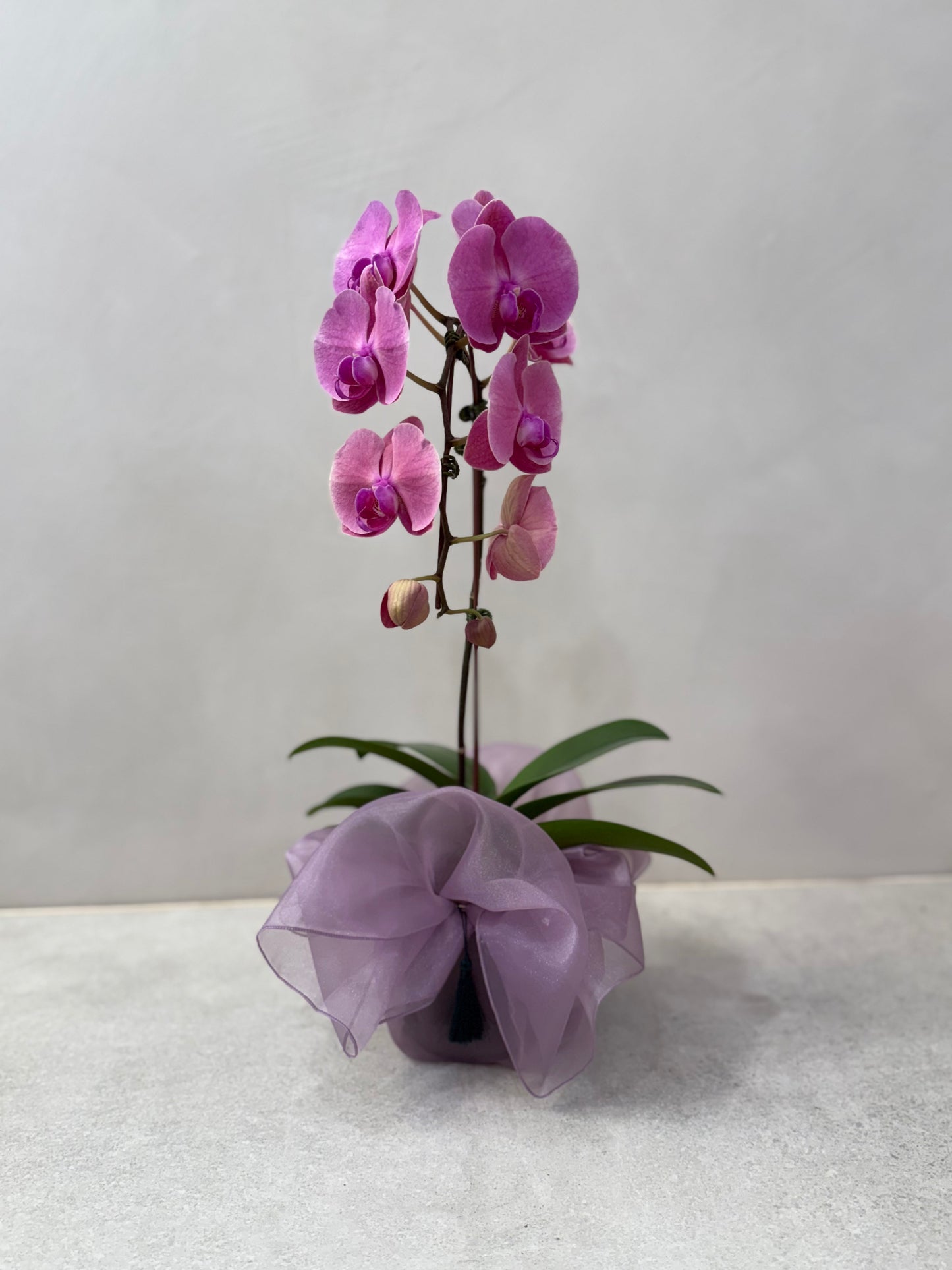 Orchid6