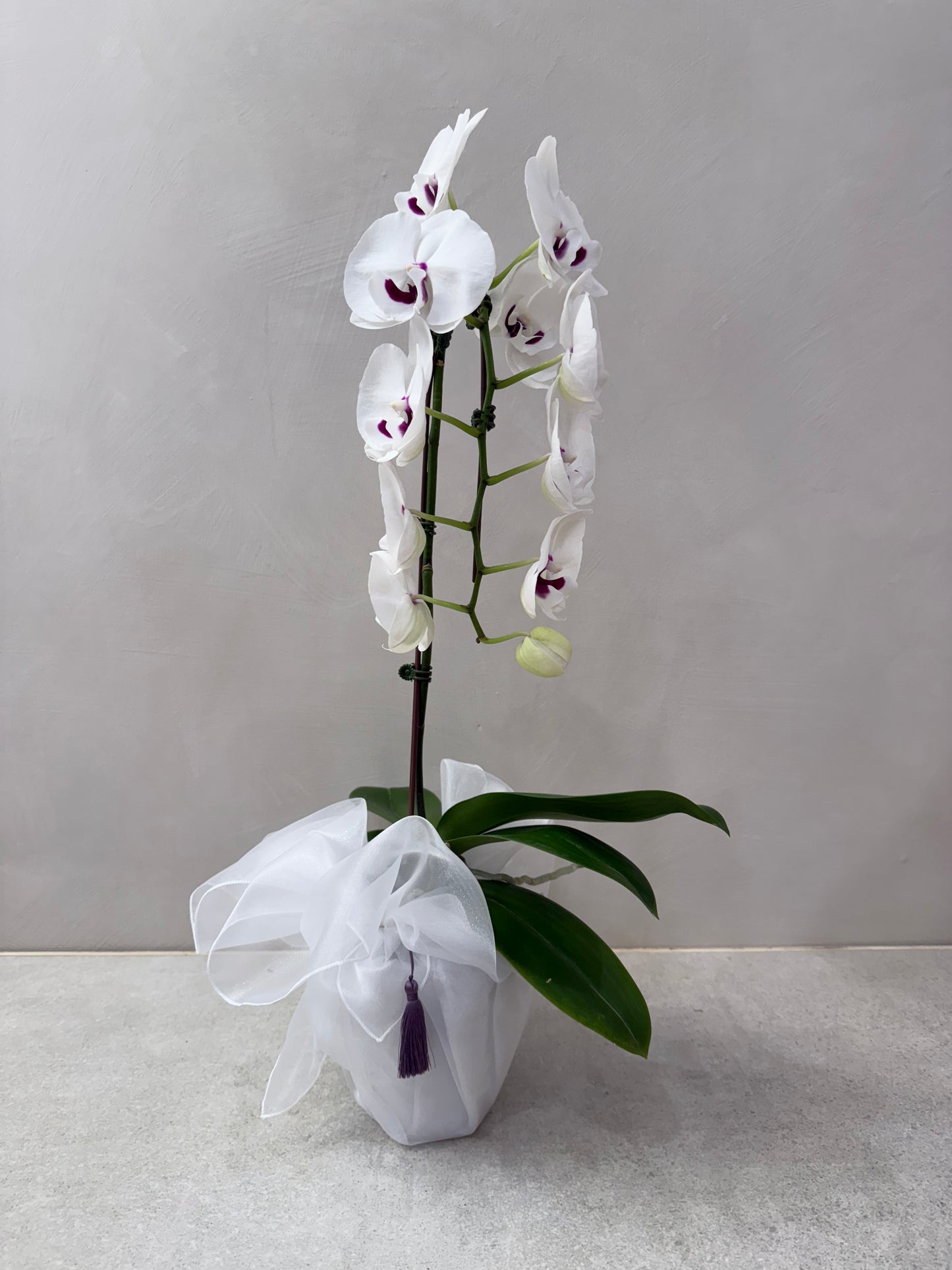 Orchid1