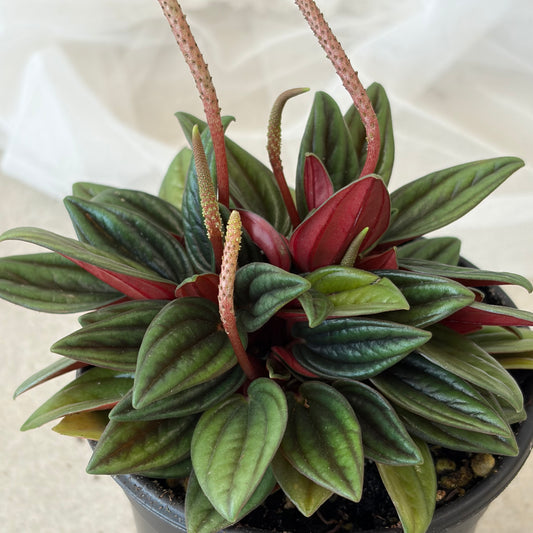 Peromina Rosso (6")