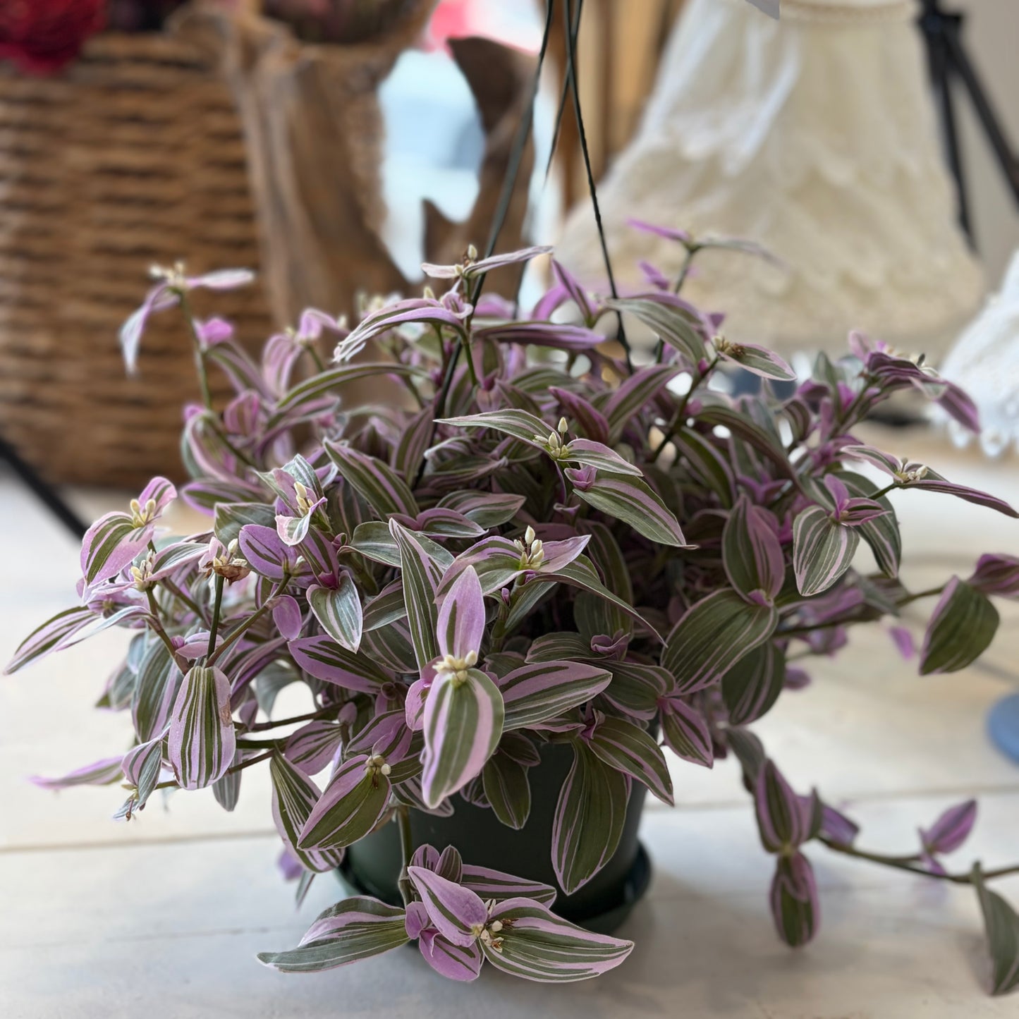 Tradescantia