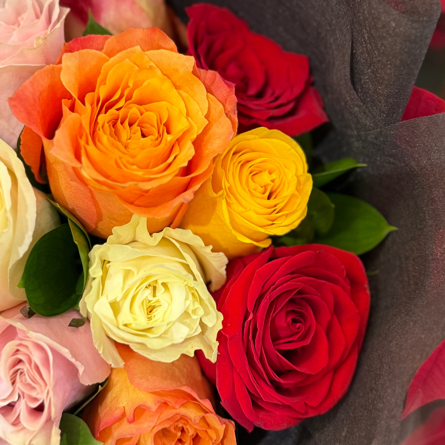 Rainbow Bloom