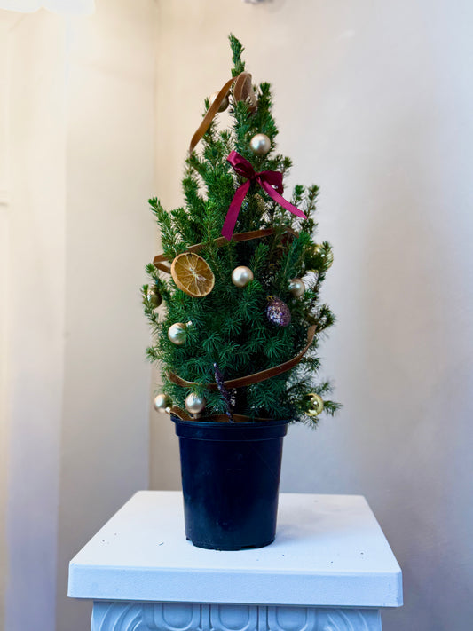 Golden Noel