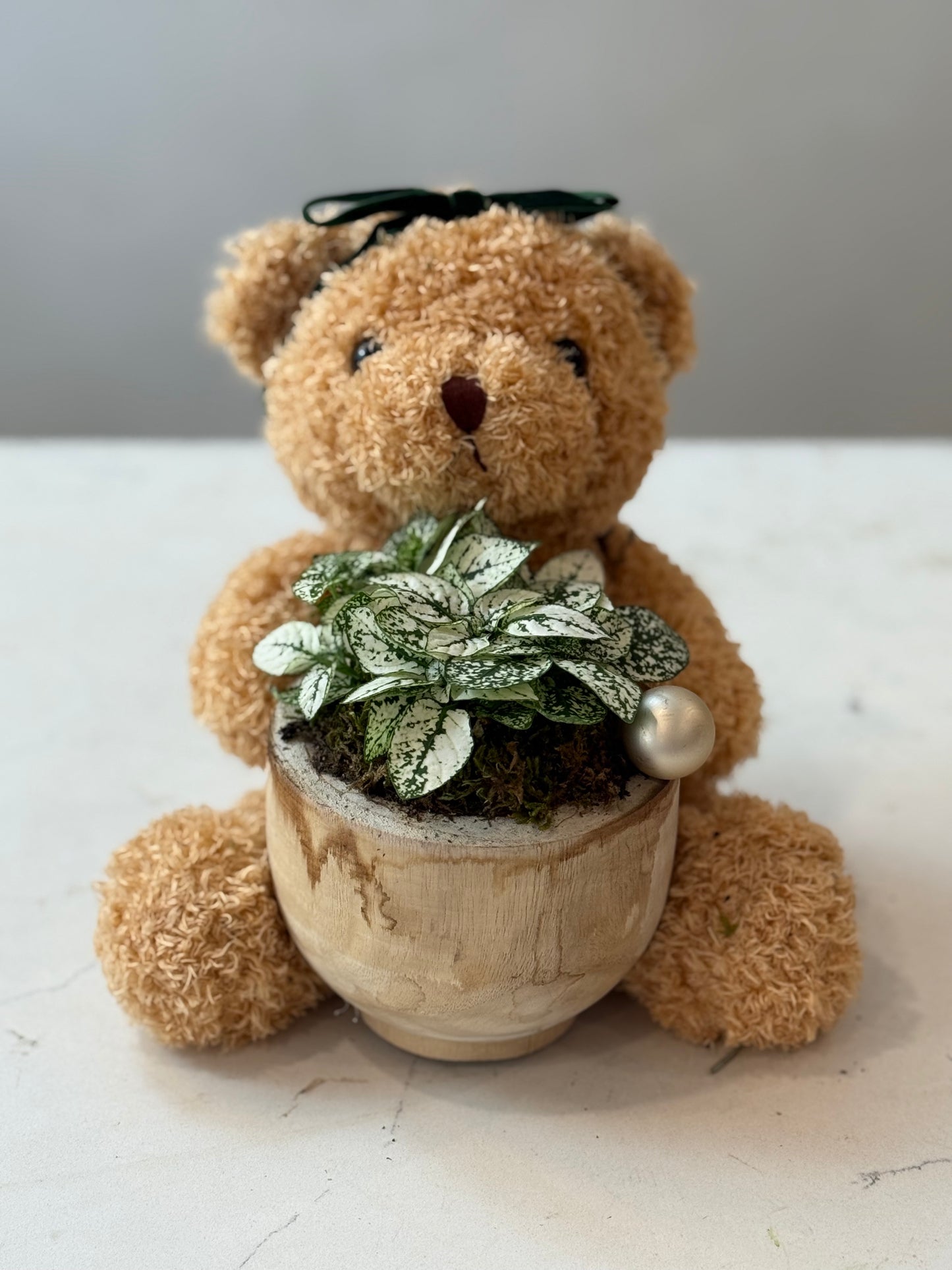 Indoor Plant 26