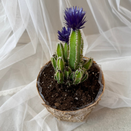 Indoor Plant 35