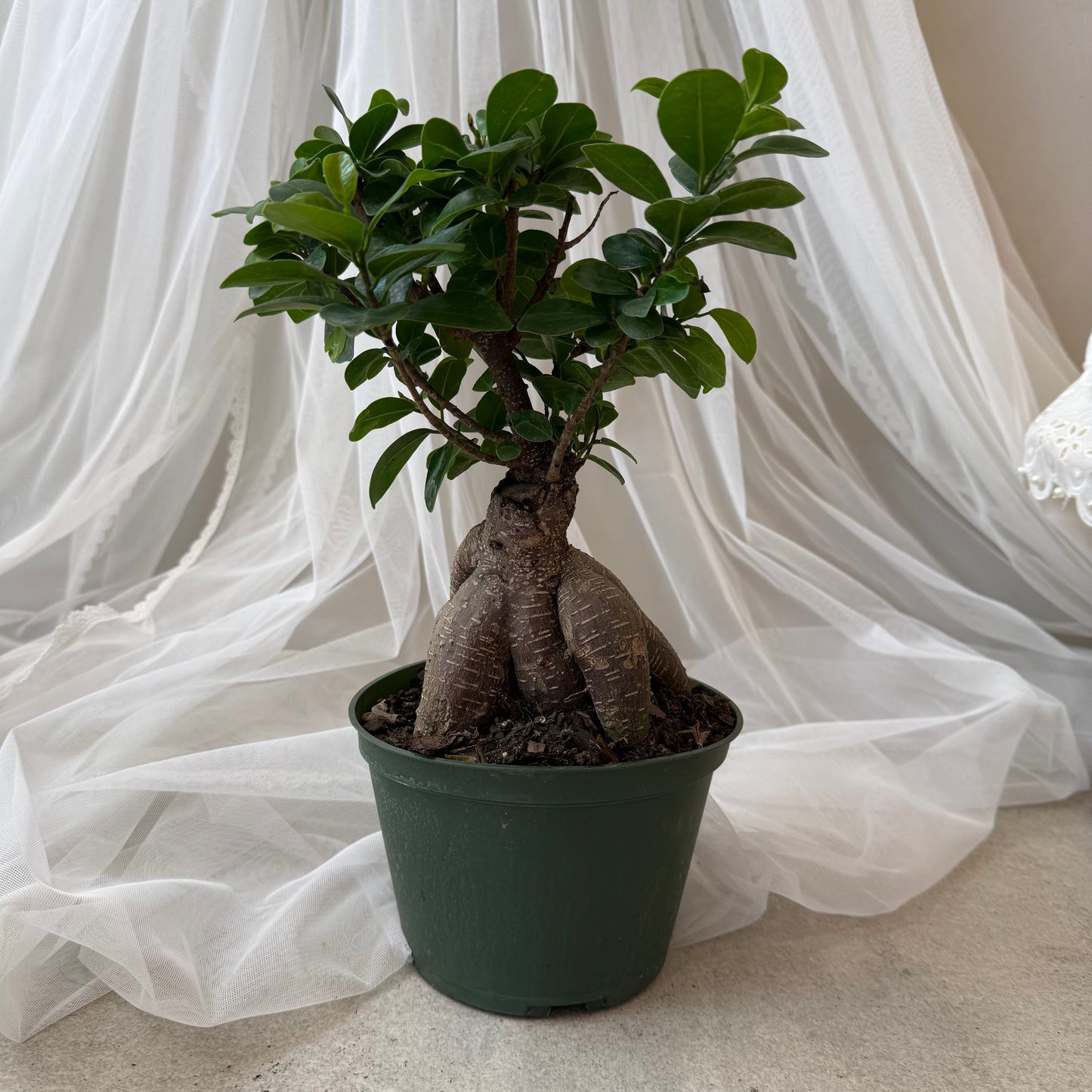 Indoor Plant 39