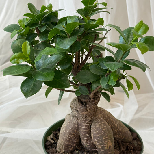 Indoor Plant 39