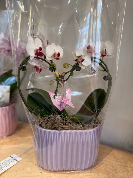 Heart Orchid - 1
