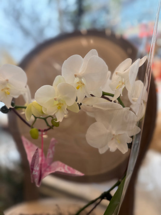 Heart Orchid - 2