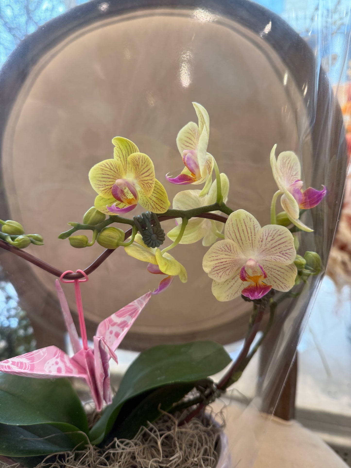 Heart Orchid - 6