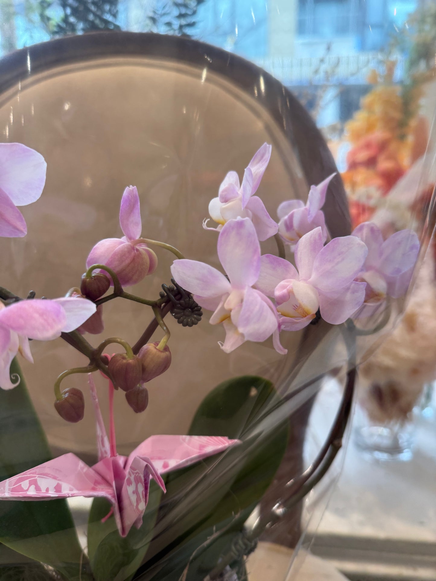 Heart Orchid - 3