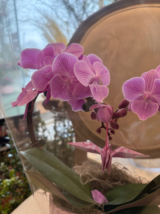 Heart Orchid - 5
