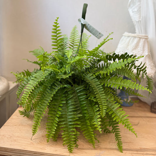 Fern Boston (6")