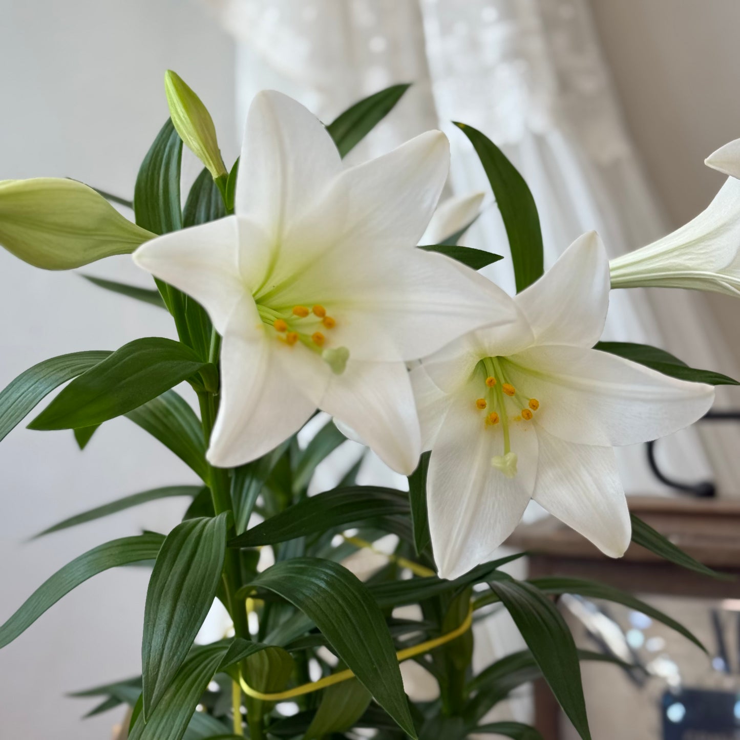 Easter Lily