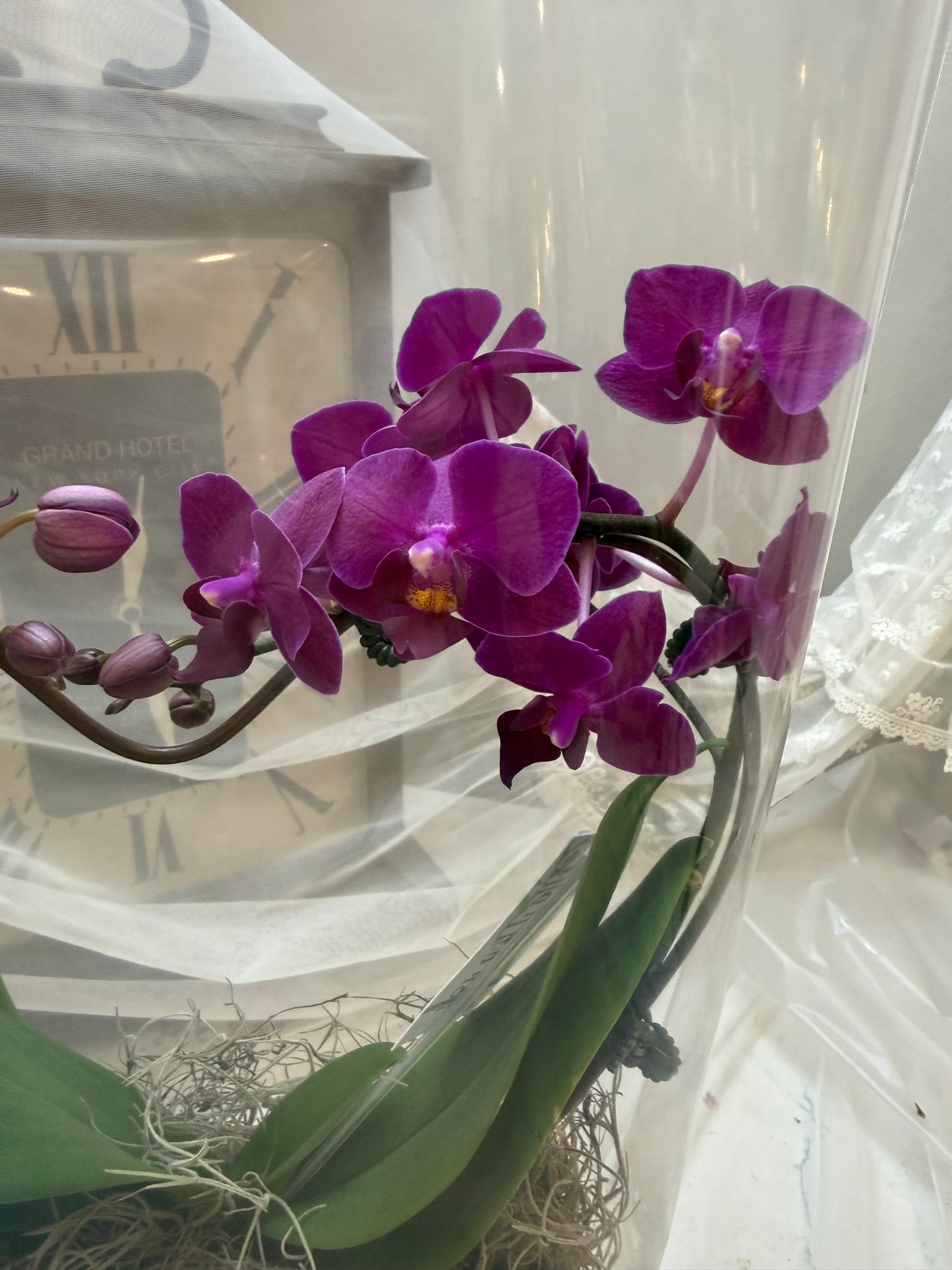 Purple Rain – Orchid Arrangement
