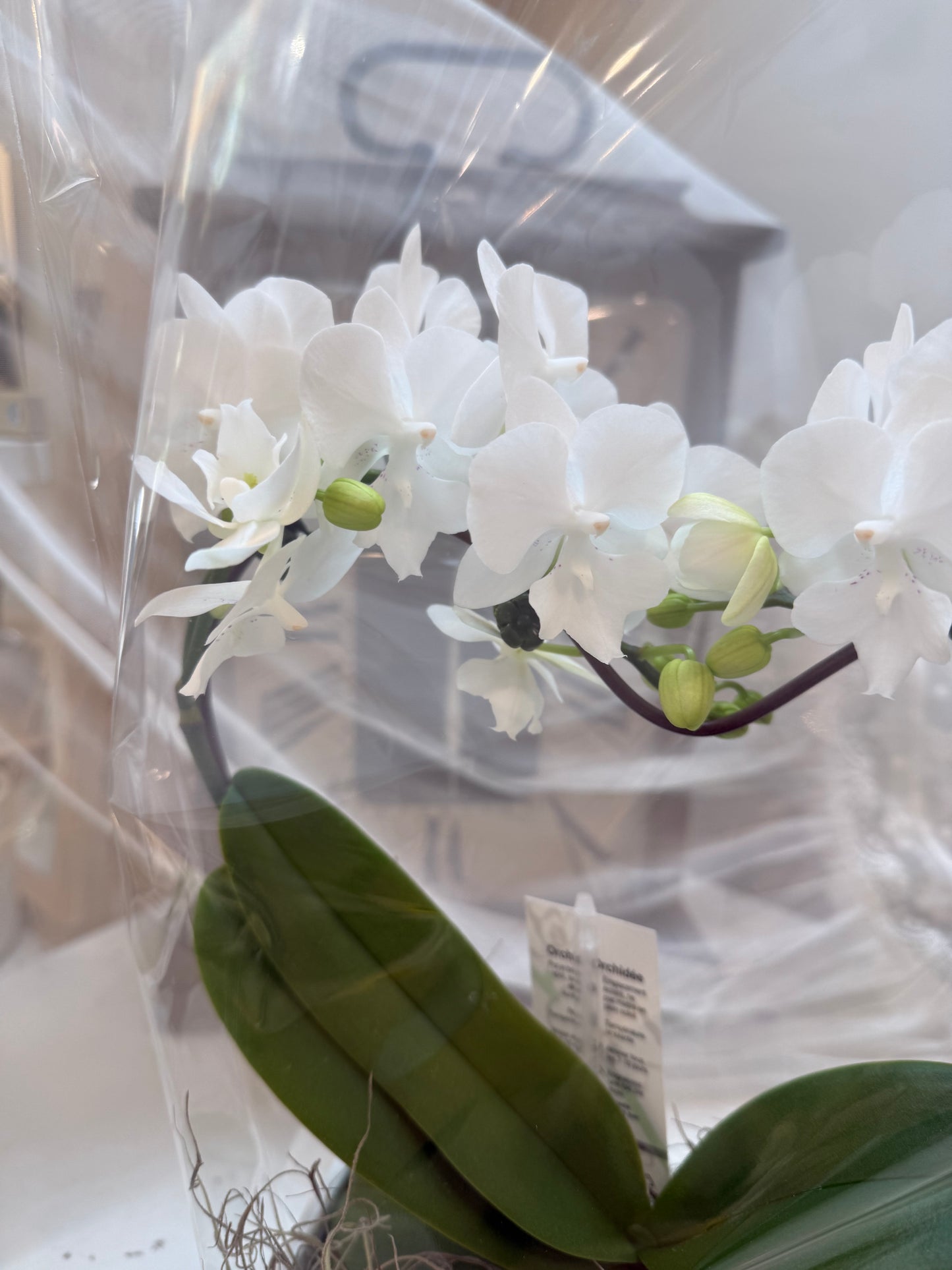 White Elegance