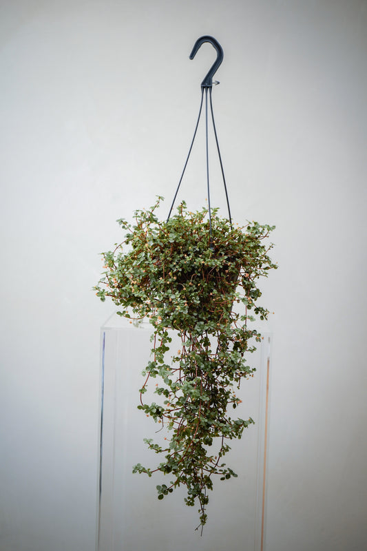 Pilea depressa (6')