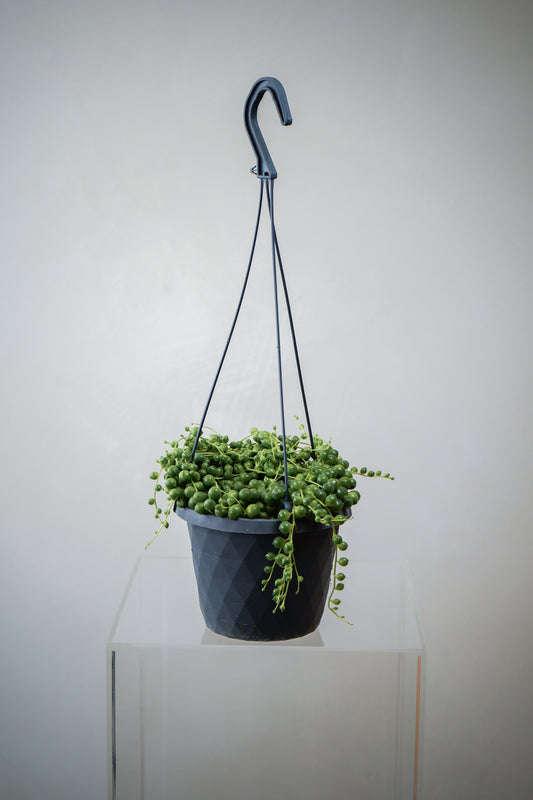 Senecio Rowleyanus (6')