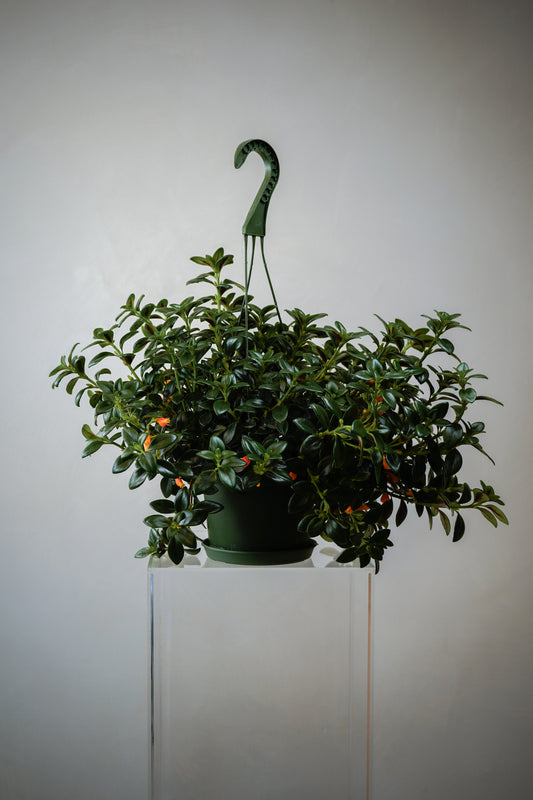 Columnea (6')