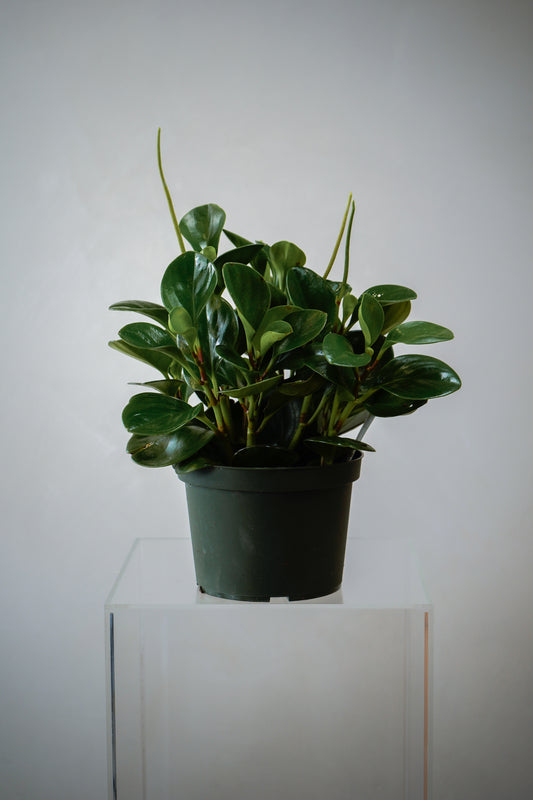 Indoor Plant4 (6')