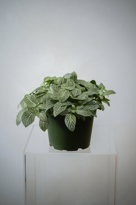 Indoor Plant5 (6')