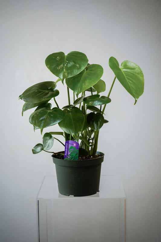 Philodendron (6')