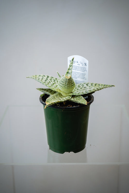 Aloe Vera (3')