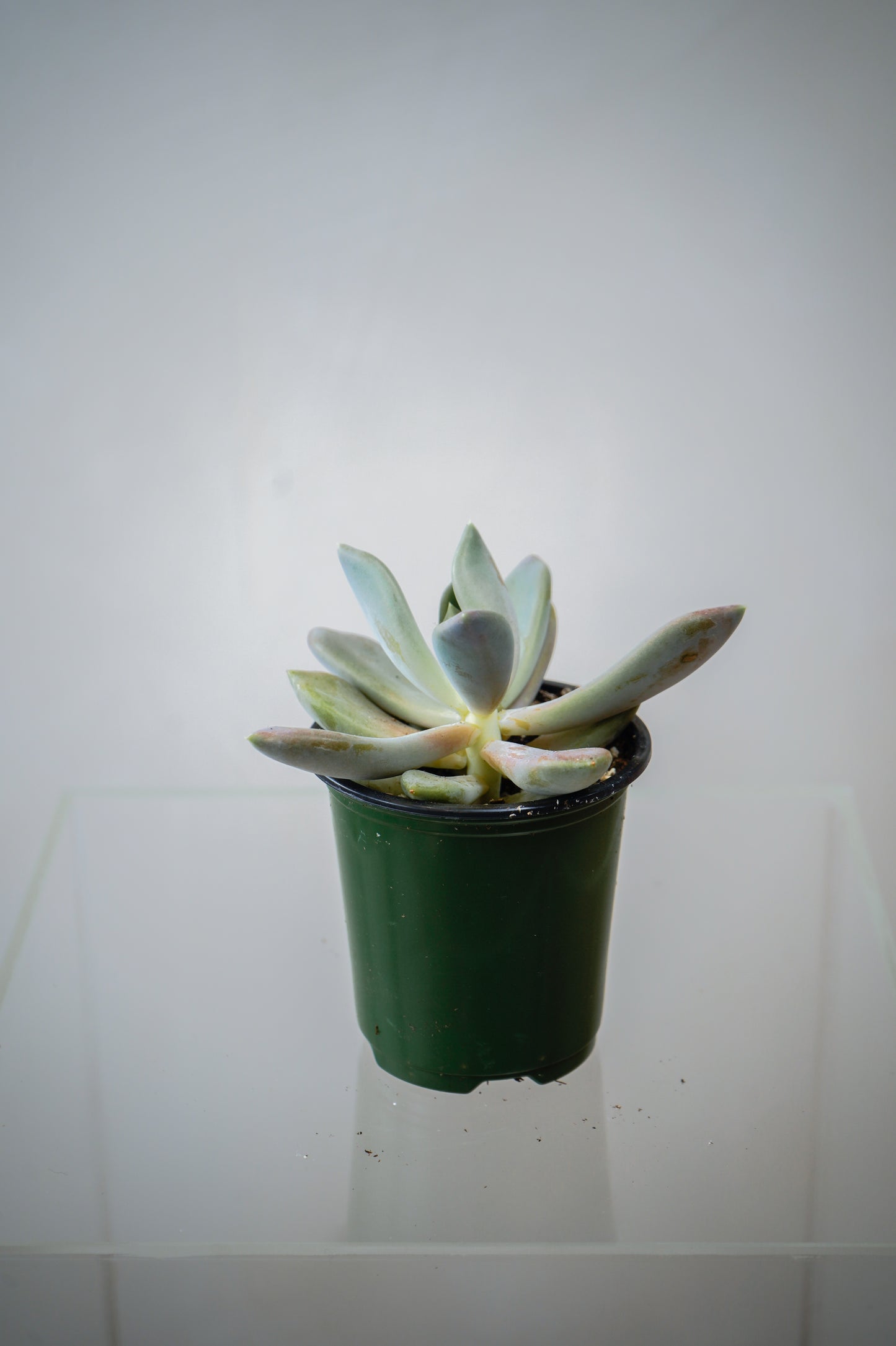 Indoor Plant8(3')