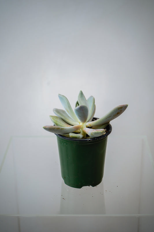 Indoor Plant8(3')