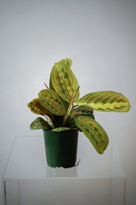 Indoor Plant10(3')
