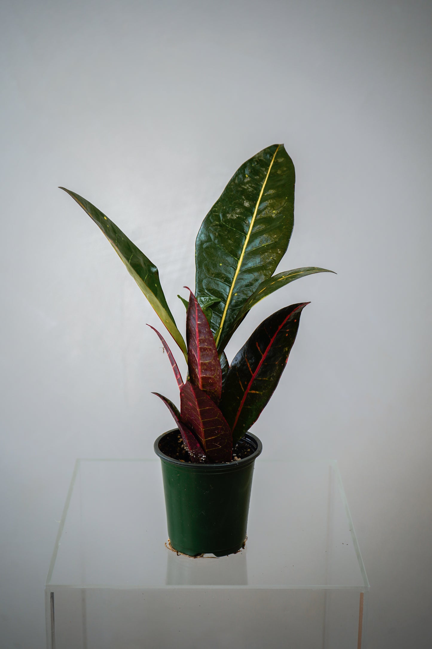 Indoor Plant11(3')