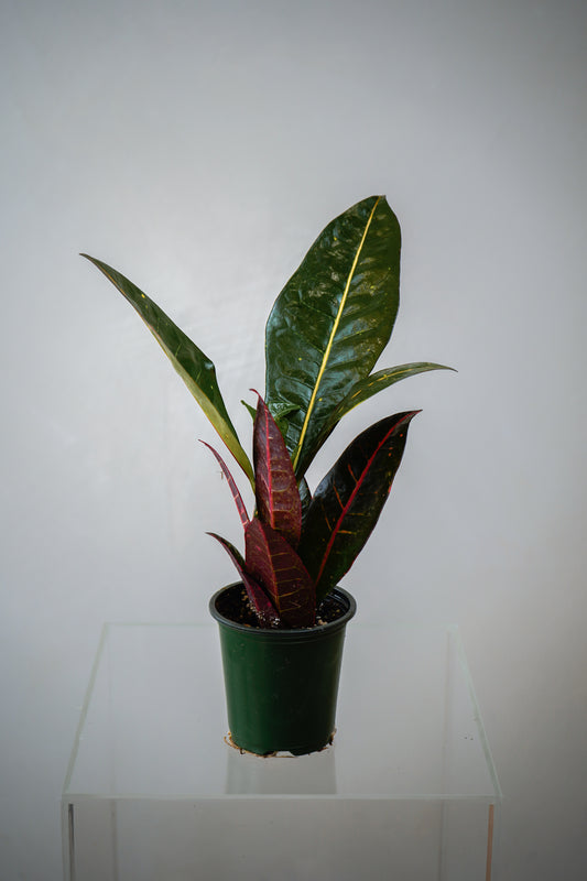 Indoor Plant11(3')