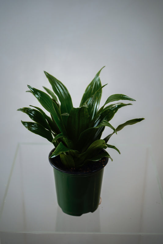Indoor Plant12(3')