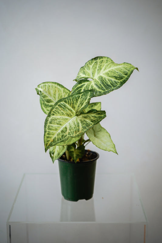 Indoor Plant13(3')