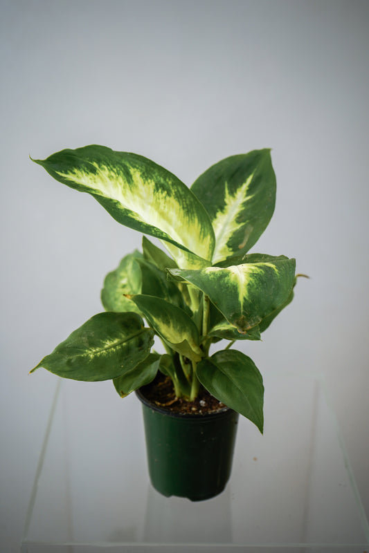 Indoor Plant14(3')