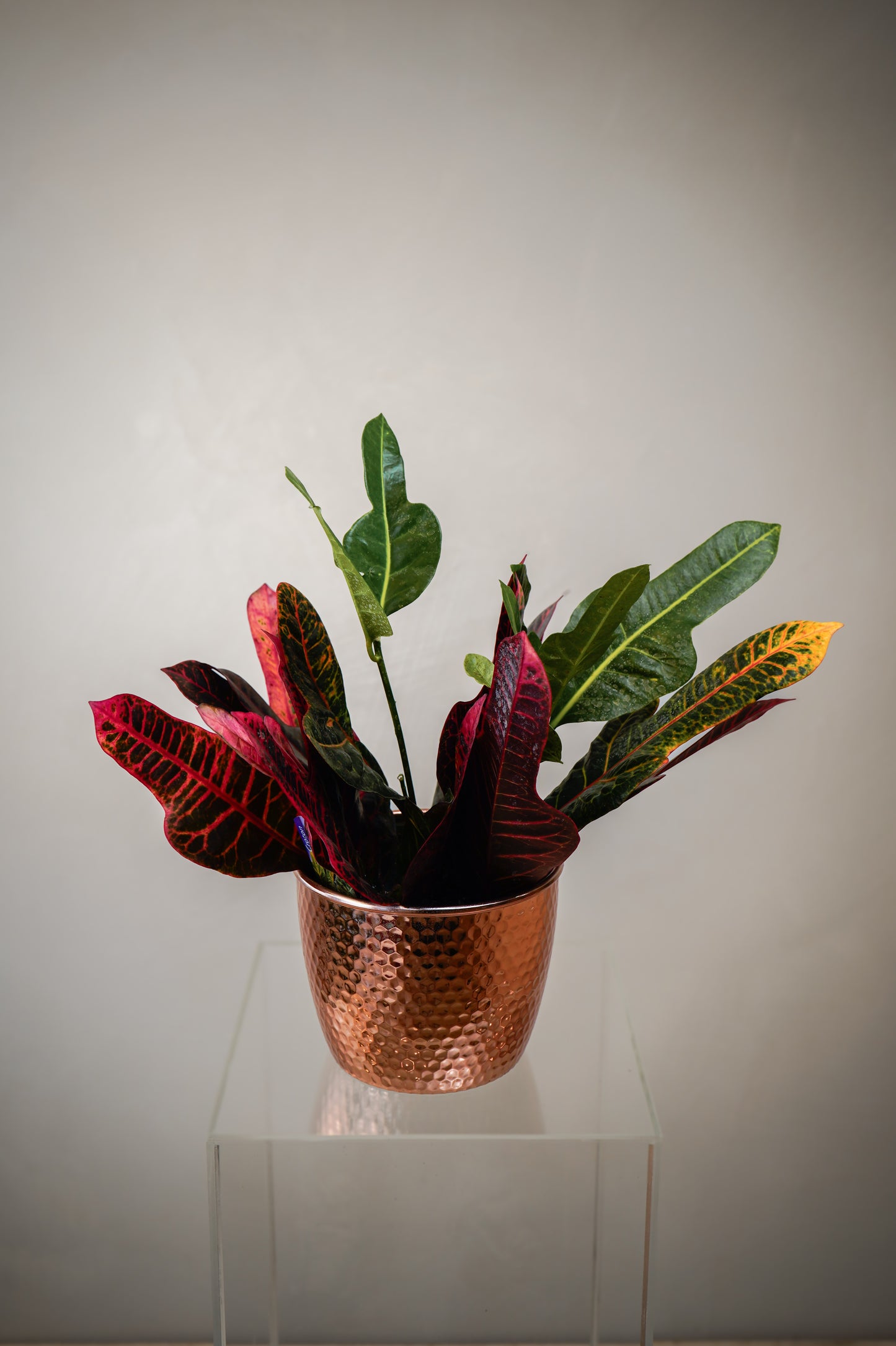 Croton (6')