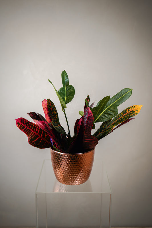 Croton (6')