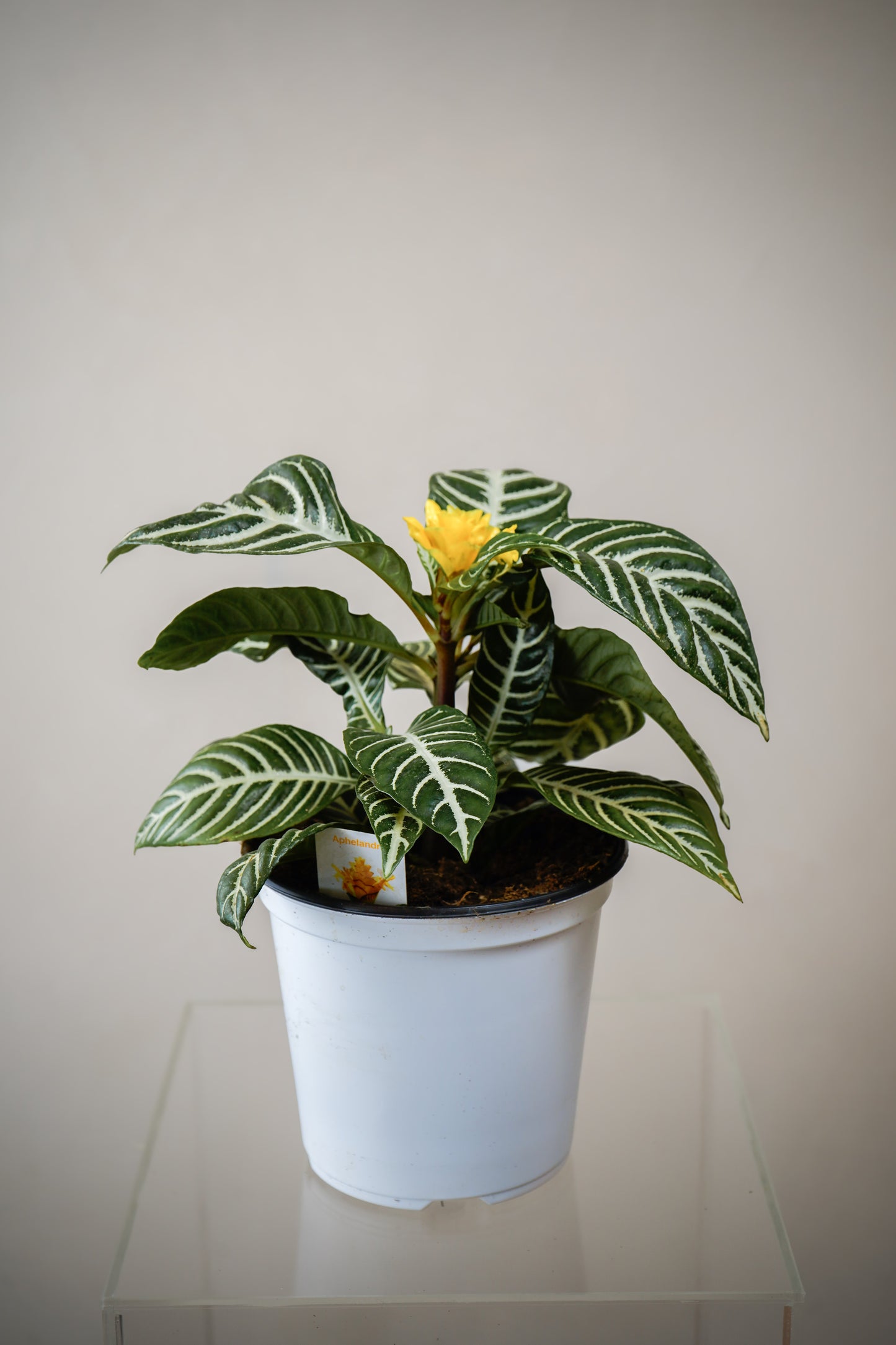 Aphelandra(6')