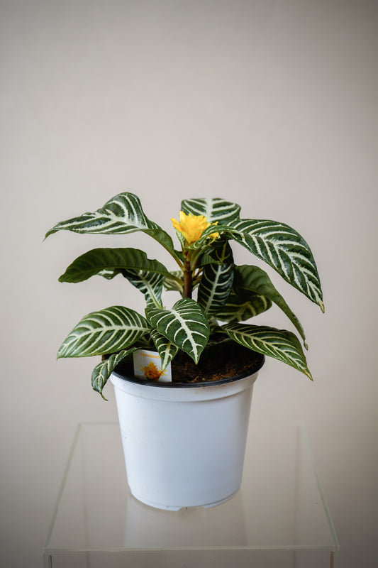 Aphelandra(6')