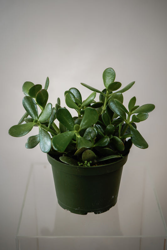 Crassula Ovata(6')