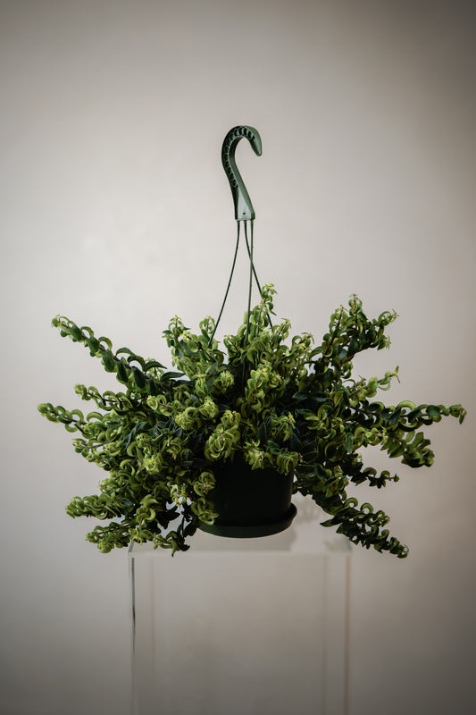 Indoor Plant24 (6')