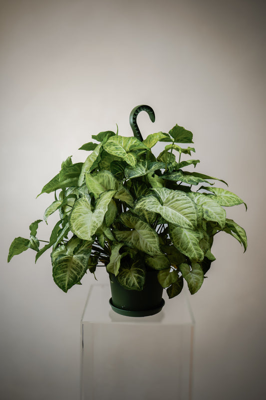 Nephthytis(6')