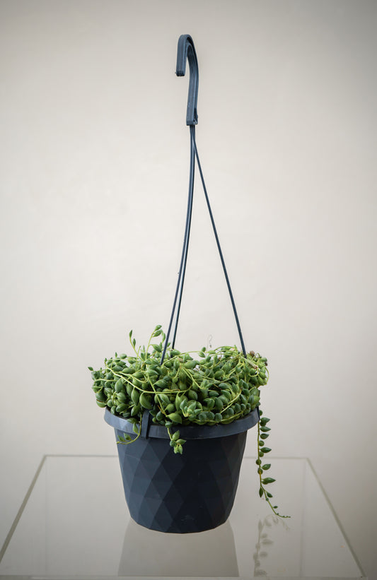 Senecio Herreianus (6')