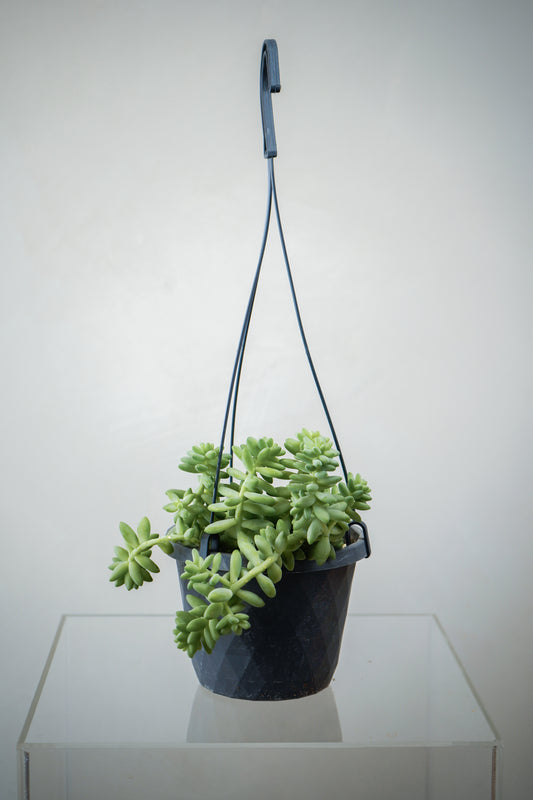 Succulent Plant (6')