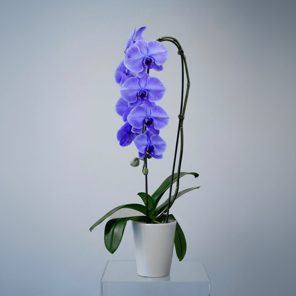 Orchid14