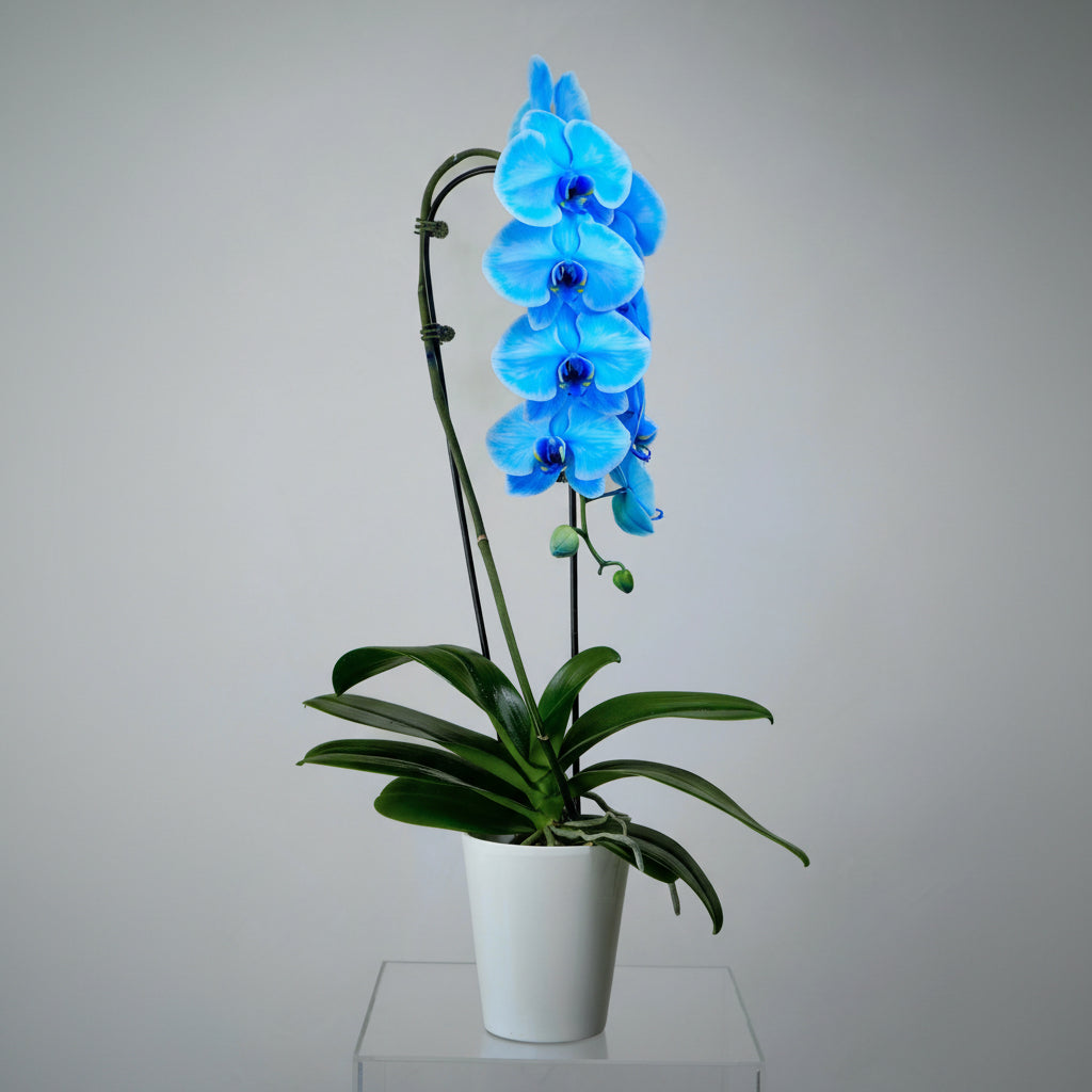 Orchid13
