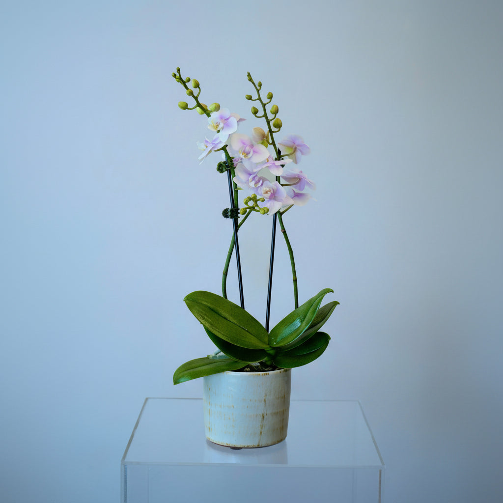 Orchid15