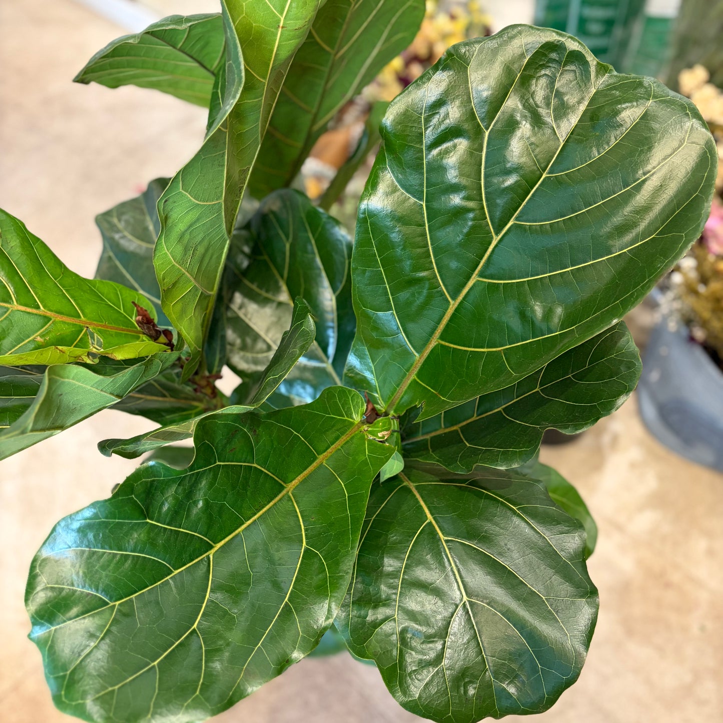 Fiddle-leaf fig