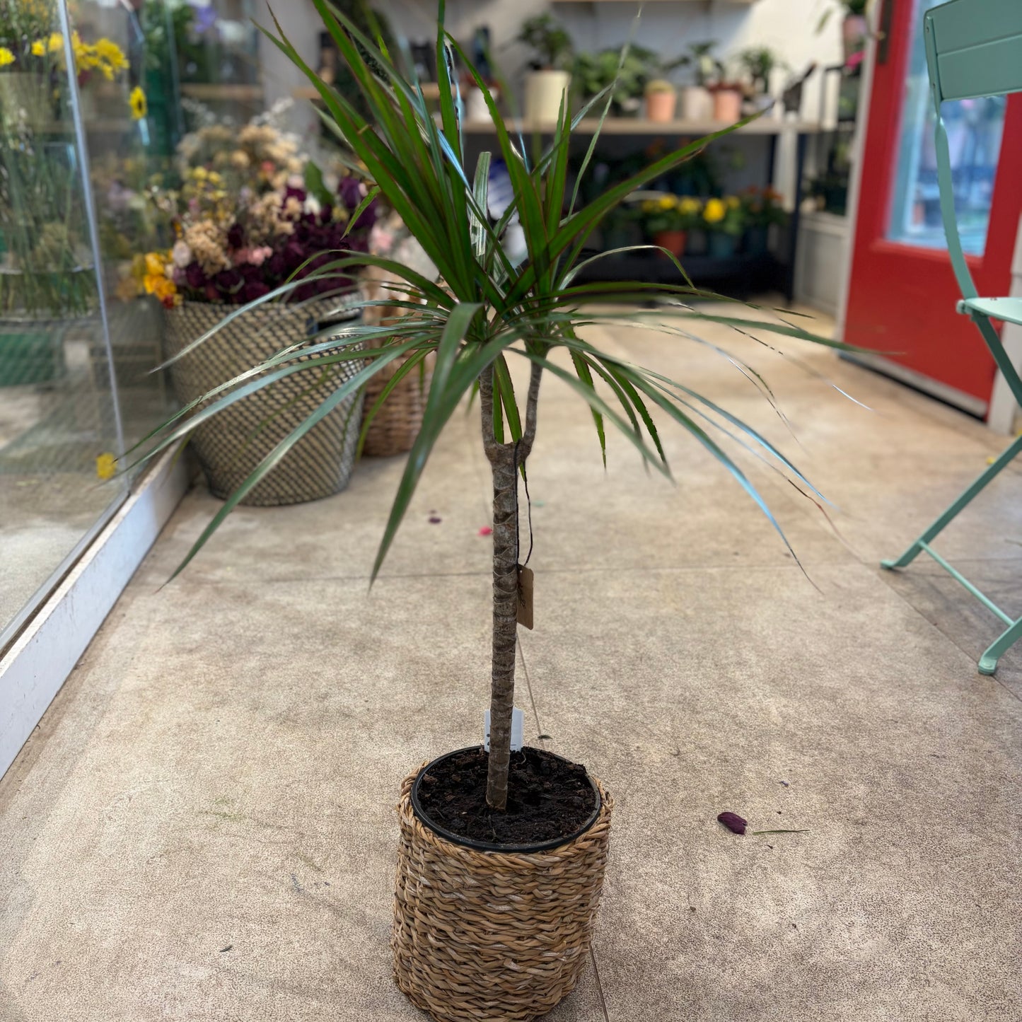 Dracaena marginata (Small)