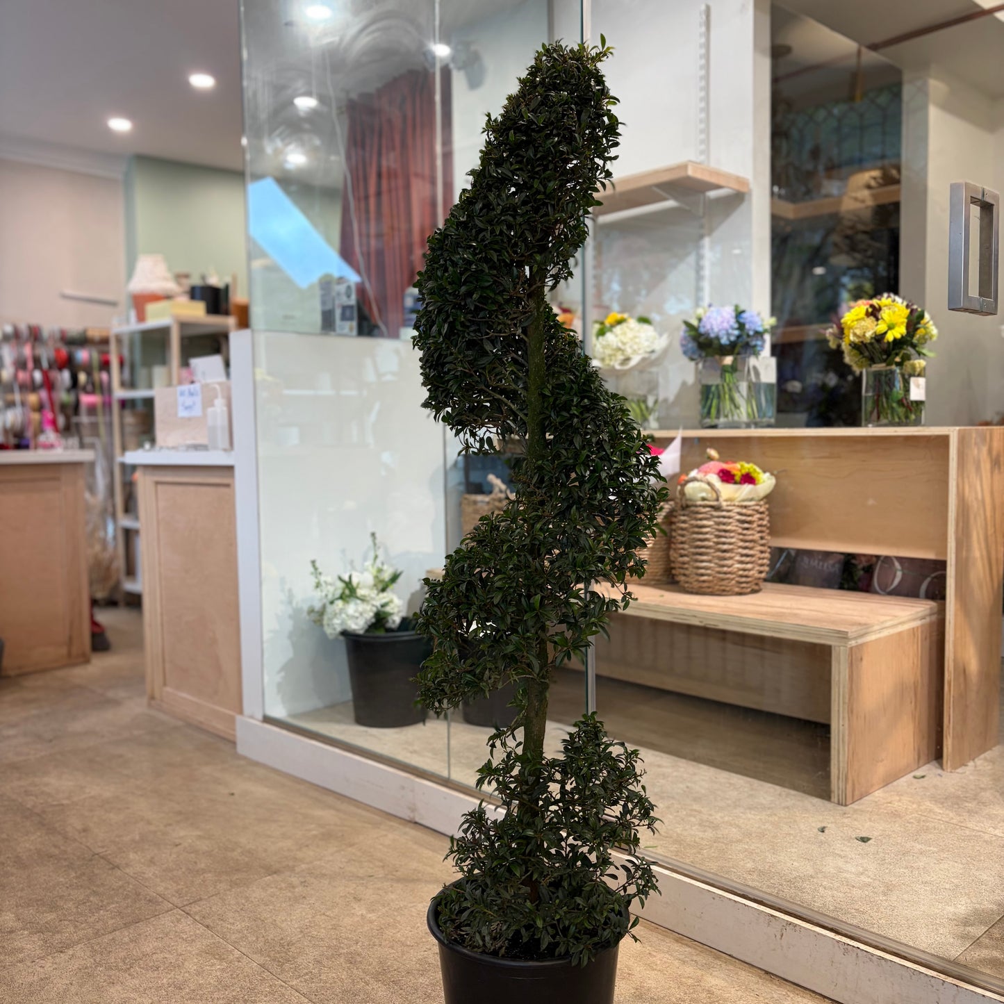 Eugenia Spiral Topiary